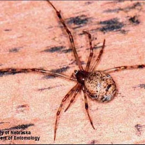 thumbnail for publication: The Common House Spider, Parasteatoda tepidariorum (C. L. Koch) (Arachnida: Araneae: Theridiidae)